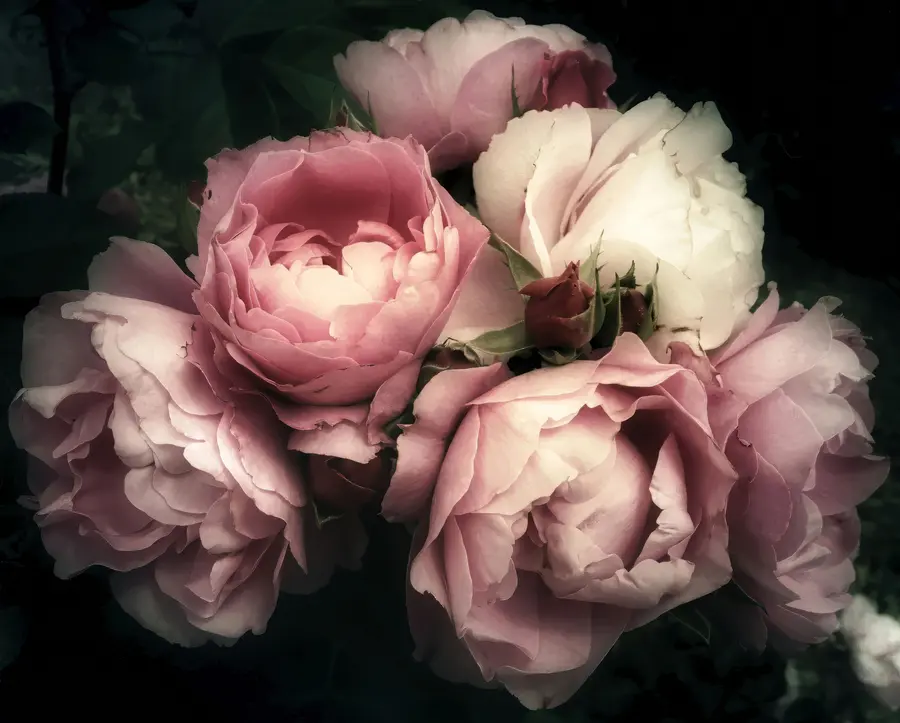 wall murals Delicate pink peonies u08062