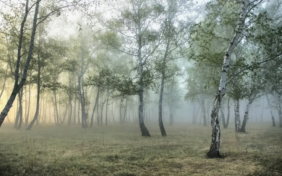 wall murals Fog Birch Forest u25820