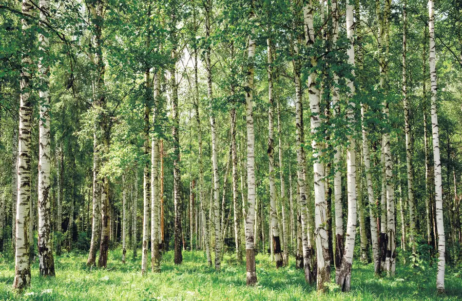 wall murals Birch forest u52530