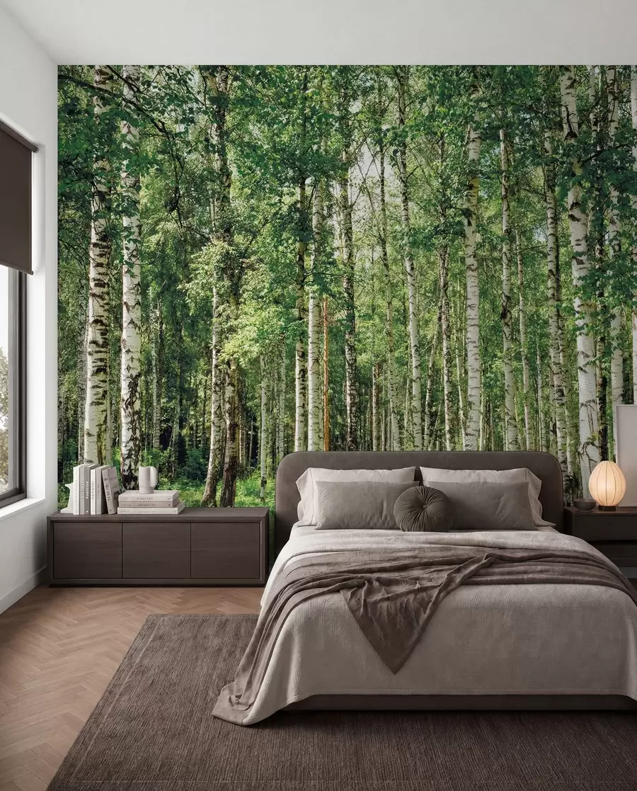 wall murals Birch forest u52530