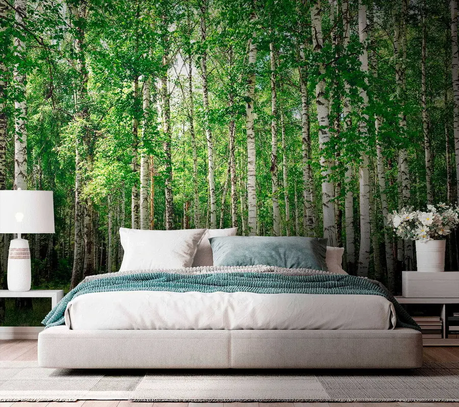 wall murals Birch forest u52530