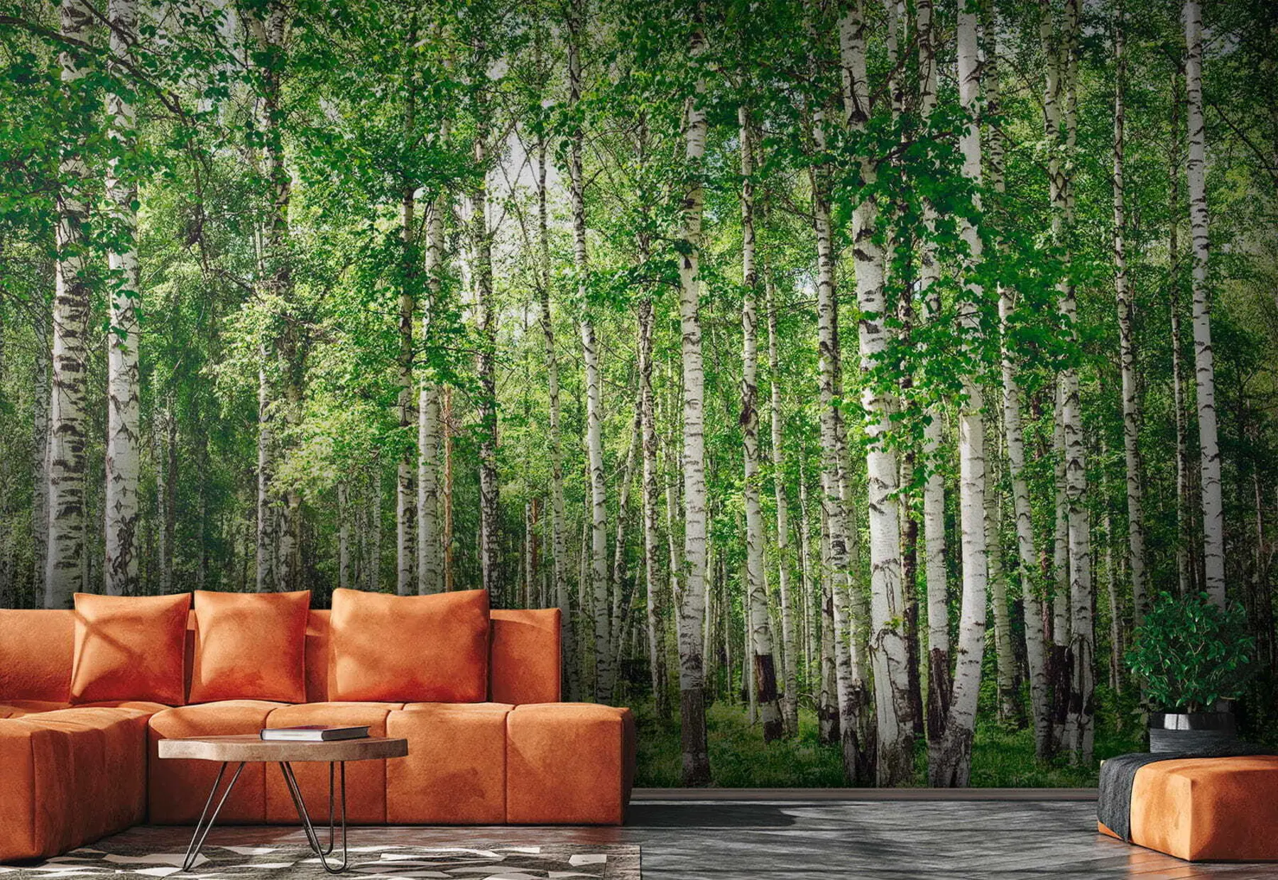 wall murals Birch forest u52530