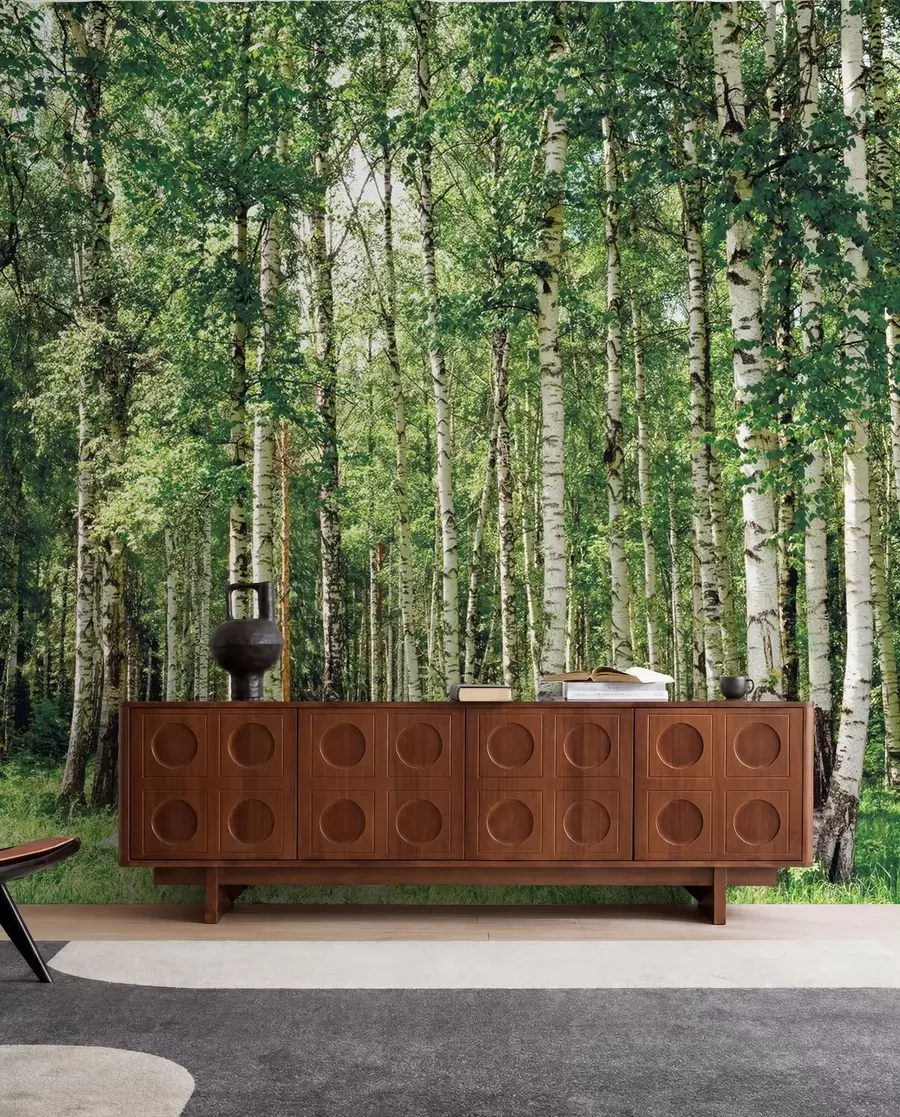 wall murals Birch forest u52530