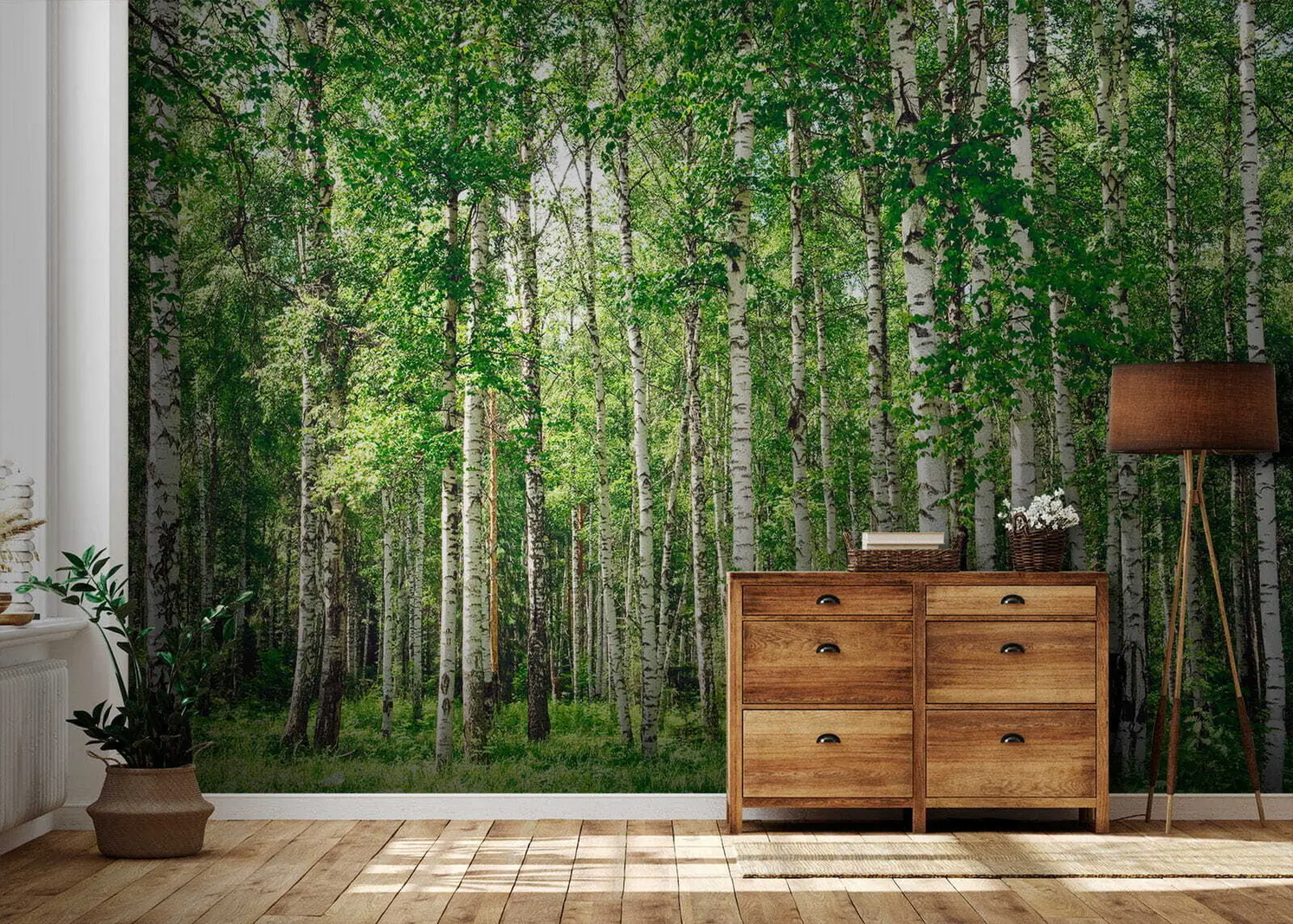 wall murals Birch forest u52530