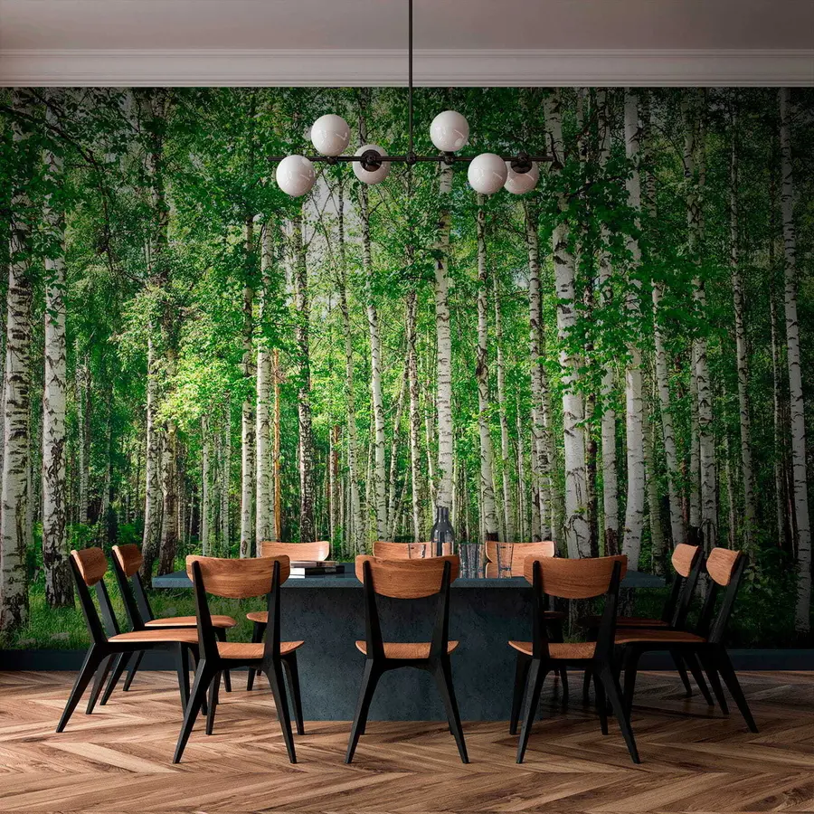 wall murals Birch forest u52530
