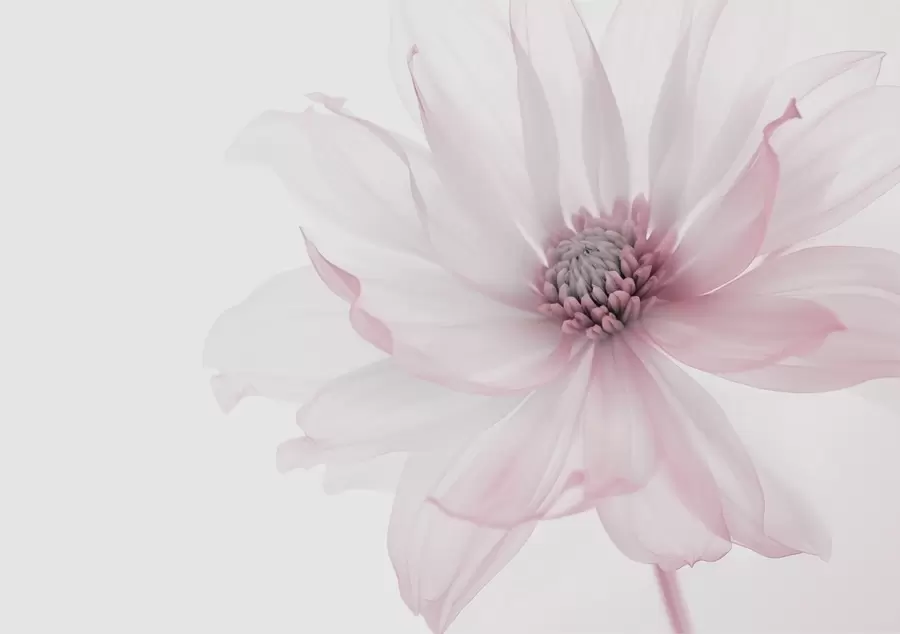 wall murals Delicate pink flower on light background w02077v2
