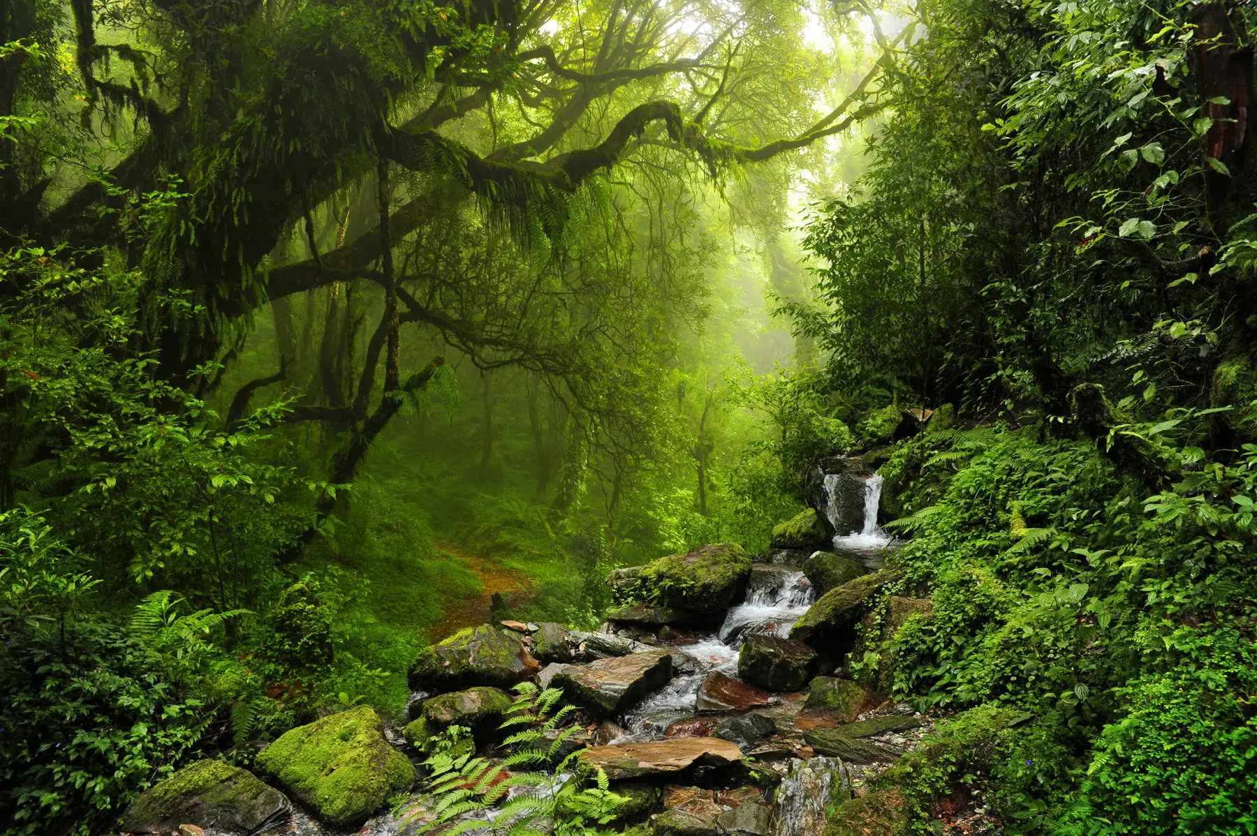 wall murals Plant, water e natural environment u53758