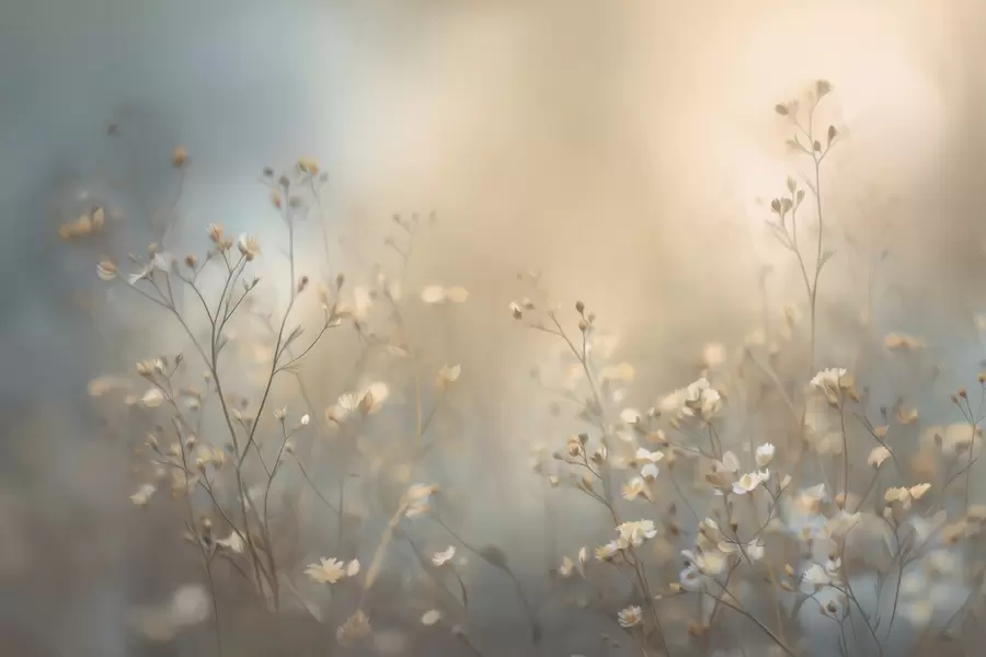 wall murals field grasses with small flowers against a shallow depth of field w05386