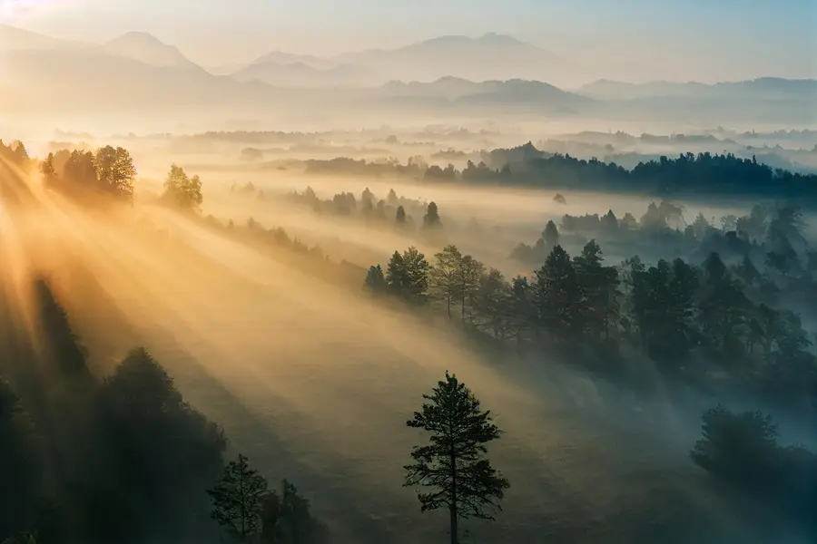 wall murals Rays of the sun and foggy forest u73864