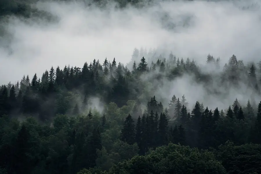 wall murals The forest in the morning fog u74233
