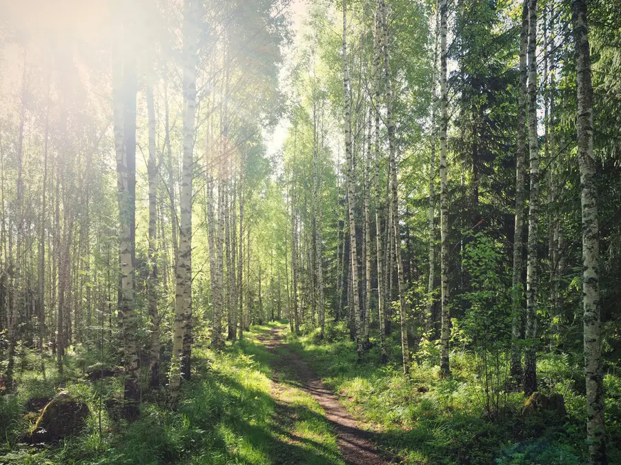 wall murals Green sunshine in Finland u74235