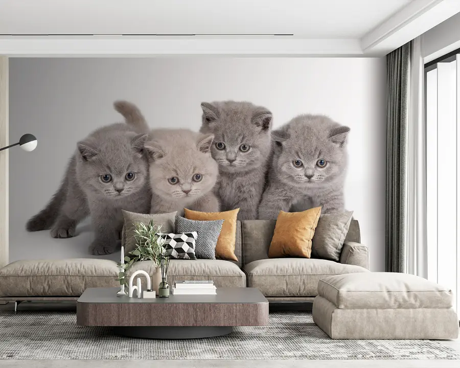 wall murals Eye, cat and carnivore u55076