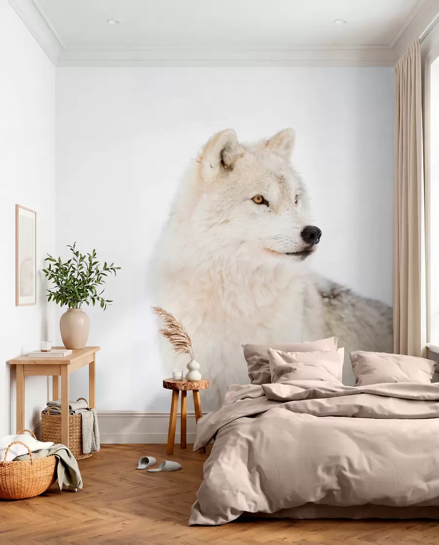 wall murals Arctic wolf on white background u98189