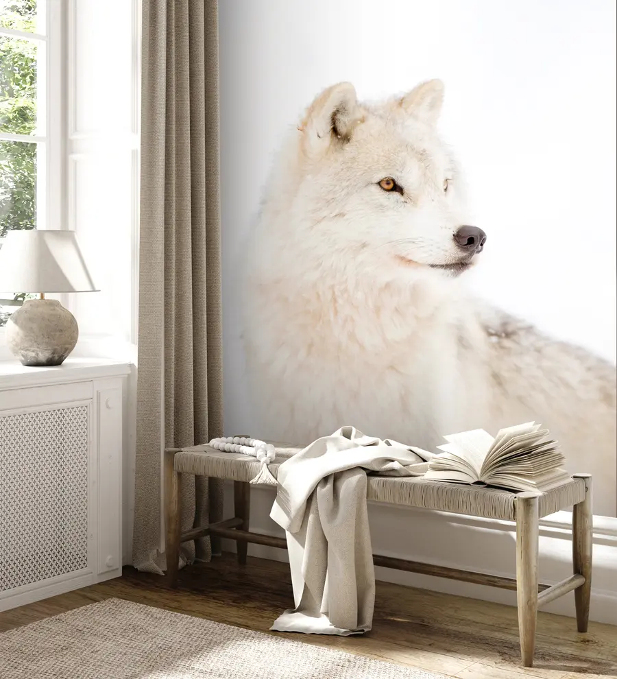 wall murals Arctic wolf on white background u98189